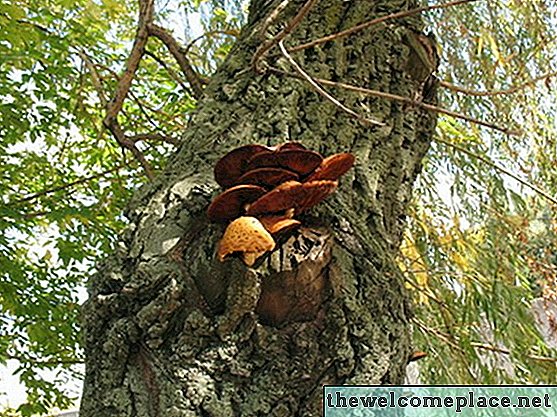 Arte del hongo del árbol