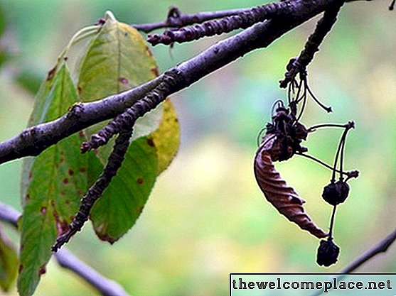 Tree Leaf-identificatiegids