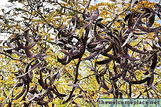Düz Muz Gibi Görünen Ağaç Tohumları