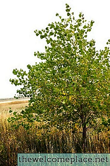 Árbol con largos crecimientos de frijol verde