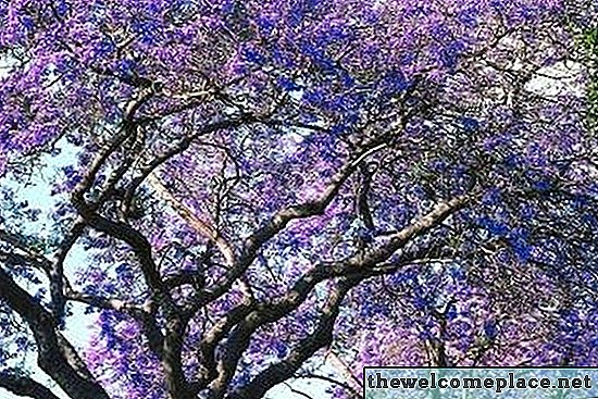 Árboles con flores púrpuras en forma de campana