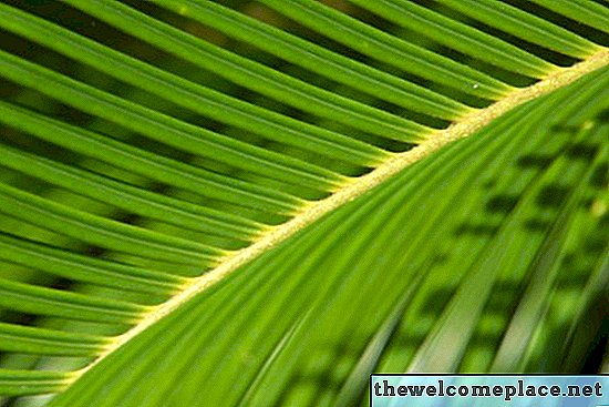 Schneiden einer Indoor-Palmenpflanze