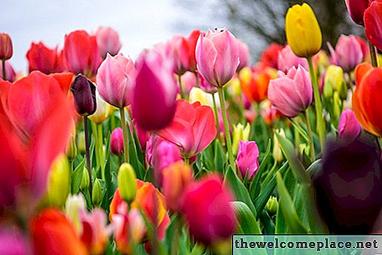 Descripción de la flor de tulipán