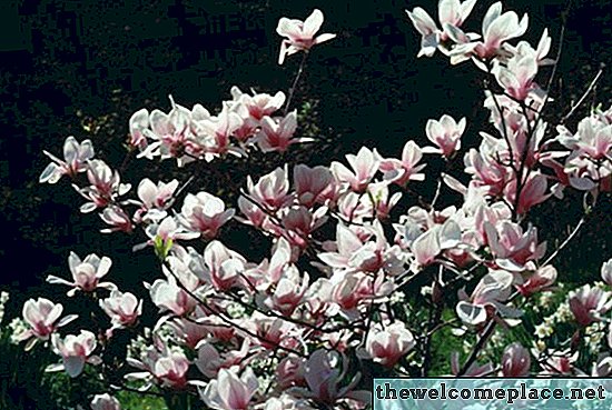 Tulip Tree Vs. magnólia növény