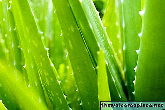 Tipi di piante di aloe