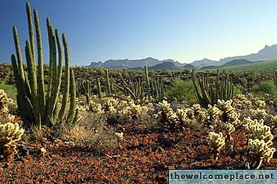 Types de cactus de l'Arizona