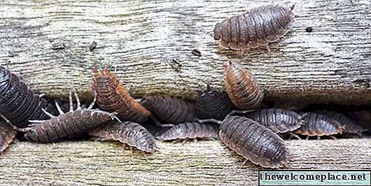 Tipi di bug trovati negli scantinati
