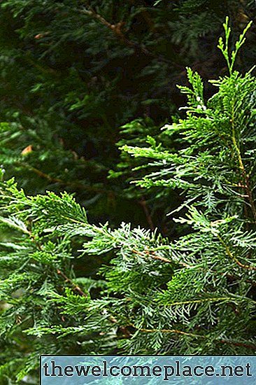 Arten von Cedar Trees With Small Cones
