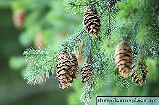 Tipuri de arbori de conifere