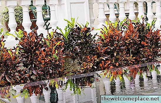Tipi di piante Croton