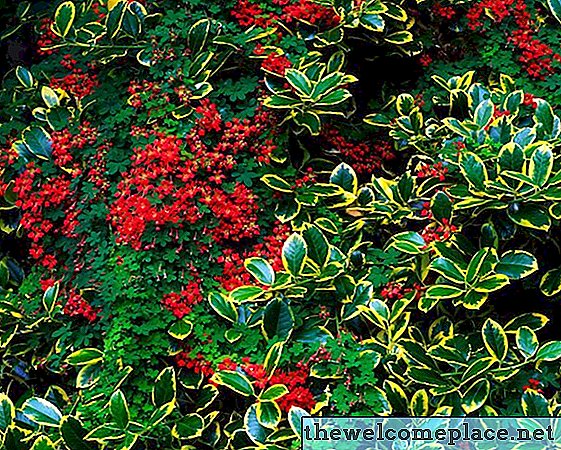 Types d'arbres à feuilles persistantes avec baies rouges