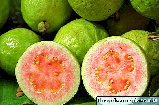 Druhy stromů Guava