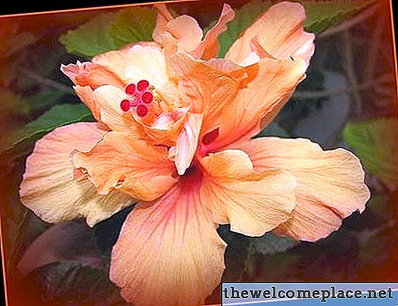 Types de plantes d'hibiscus