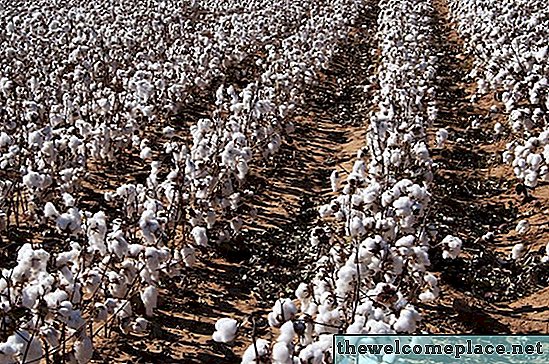 Types de sol pour les usines de coton