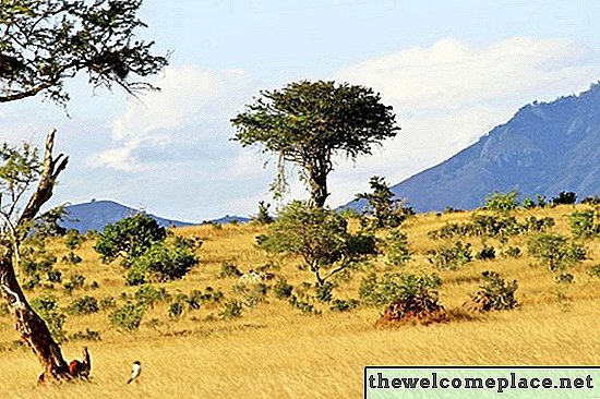 أنواع الأشجار والعشب والشجيرات في السافانا