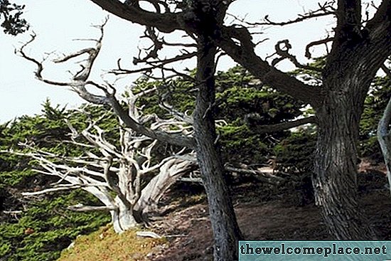 Tipos de árboles con troncos retorcidos