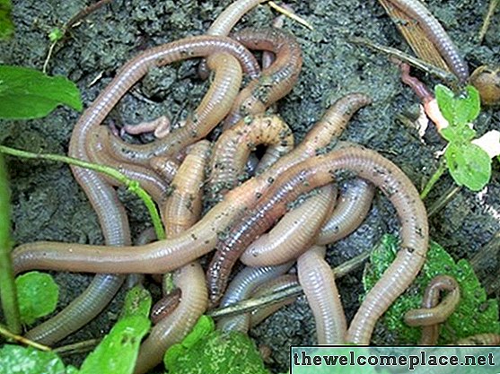 Arten von Würmern im Boden gefunden