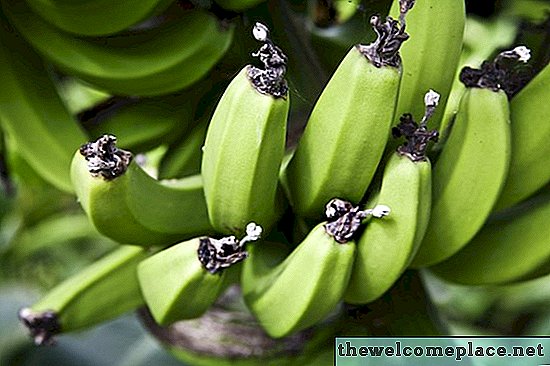 استخدامات نبات الموز