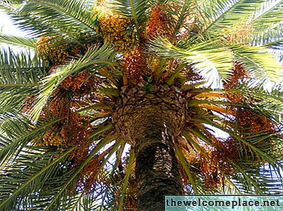 Användning av datum palmträd