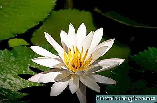 Usages des fleurs de lotus
