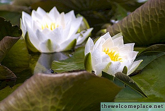 استخدامات زهور الزنبق المائية