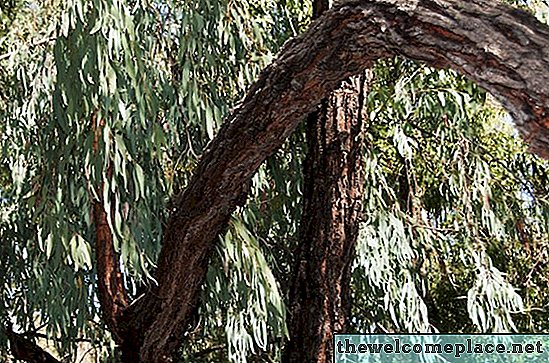 Sorten von Eukalyptusbäumen