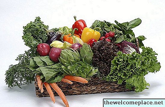 Grøntsager, der vokser over jorden