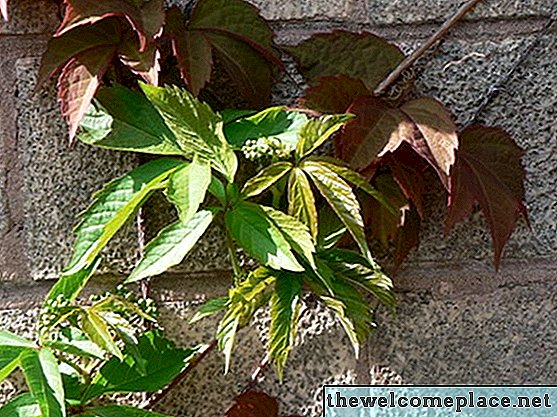 Identification de la feuille de vigne