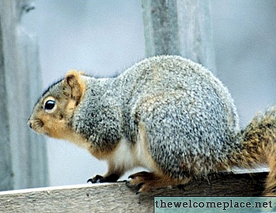 A mókusok tartásának módja a fa fedélzet rágásáért