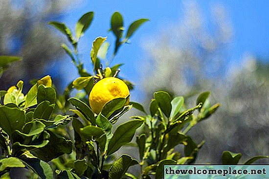 Načini uporabe listov limoninega drevesa