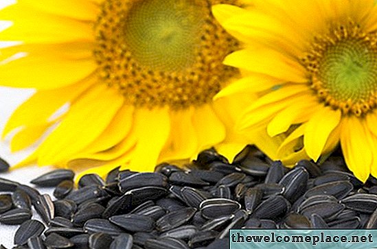Welche Tiere essen Sonnenblumenkerne?