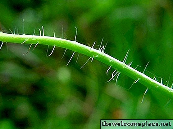 Hva er fordelene med vaskulære vev i landplanter?