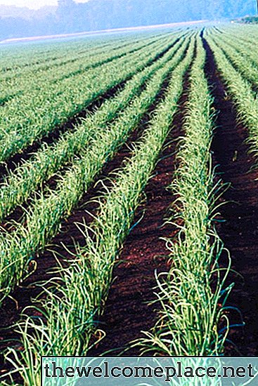 Quais são os melhores fertilizantes para usar em cebolas grandes?