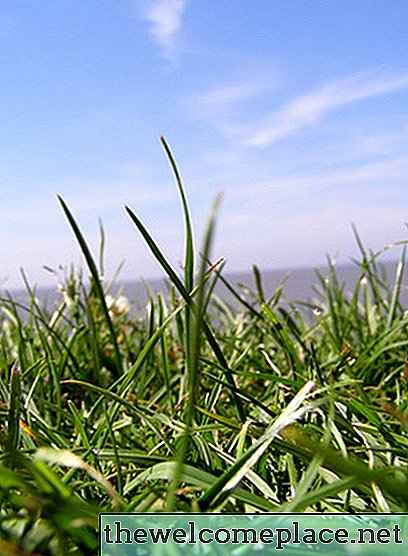 Quais são os perigos do herbicida Grazon?