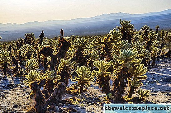 Hva er farene ved en hoppende Cholla-kaktus?