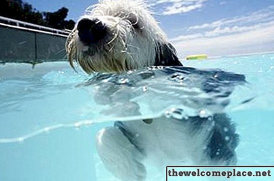 Jaké jsou nebezpečí, že domácí zvířata pijí bazénovou vodu?