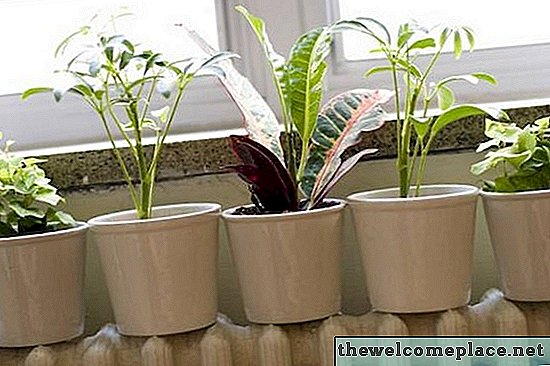 ما هي الاختلافات بين النباتات الداخلية والنباتات الخارجية؟