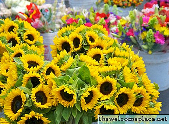 Quelles sont les bonnes fleurs à planter en mai?