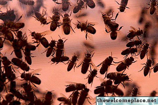 Quels sont les effets nocifs des insectes?
