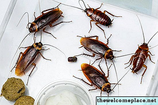 Was sind die kleinen braunen Käfer, die auf Küchentheken und Schränken gefunden werden?