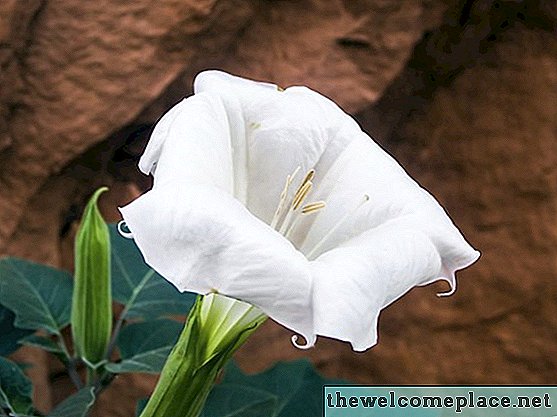 Co jsou Moon Lilies?