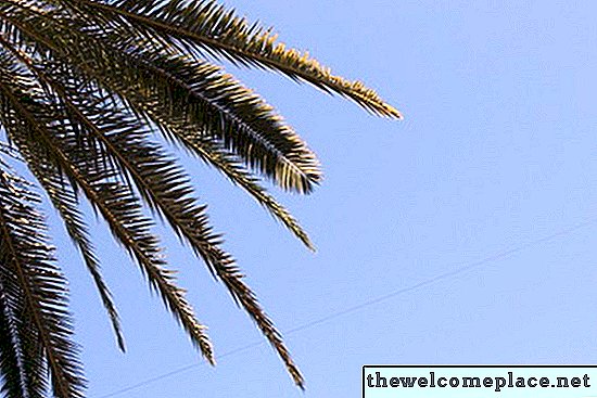 ¿Qué son las hojas de palmera?