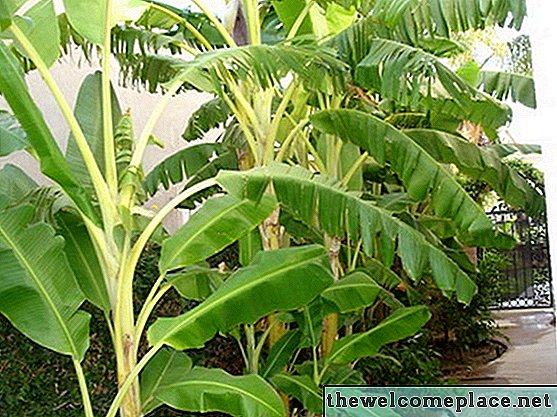 Was sind die Teile einer Bananenpflanze?