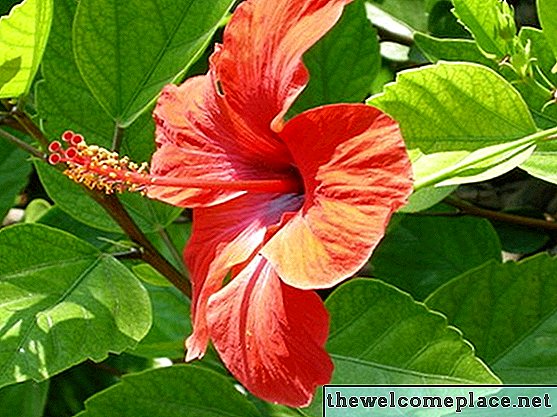 Quais são as partes de uma flor de hibisco?
