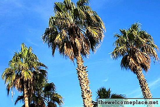 ¿Cuáles son las partes de una palmera?