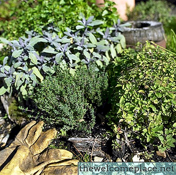 Mitkä ovat kasvinsuojeluaineiden torjuntaan tarkoitetut kasvit?