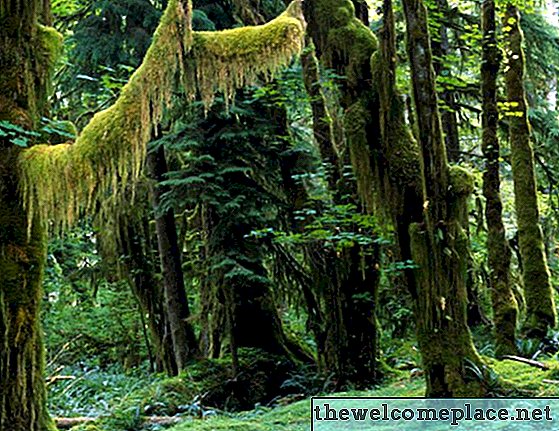 열대 우림 분해기는 무엇입니까?