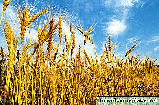 Quais são as seis etapas do ciclo de vida de uma planta de trigo?