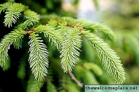 Para que são utilizadas as árvores Spruce?