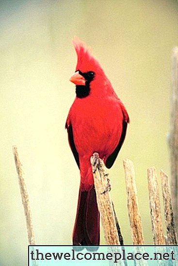 Em que casas de pássaros vivem os cardeais vermelhos?
